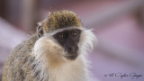 Grivet Monkey - Chlorocebus aethiops