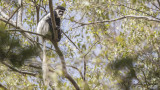 Mantled Guereza - Colobus guereza