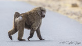 Olive Baboon - Papio anubis