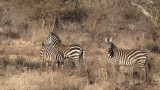 Plains Zebra - Equus quagga