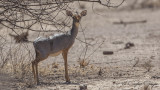 Salt's Dik-dik - Madoqua saltiana