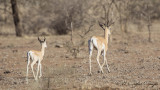 Soemmerrings Gazelle - Gazella soemmerringii