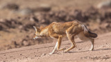Ethiopian Wolf - Canis simensis