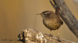 Eurasian Wren - Troglodytes troglodytes - Çıtkuşu