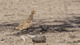 Chestnut-bellied Sandgrouse - Pterocles exustus