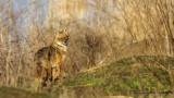 Golden Jackal - Canis aureus - Çakal