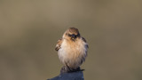 White-winged Snowfinch - Montifringilla nivalis - Kar serçesi