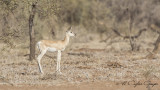 Soemmerrings Gazelle - Gazella soemmerringii