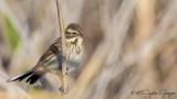 Common Reed Bunting - Emberiza schoeniclus - Bataklık kirazkuşu