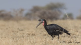 Abyssinian Ground Hornbill - Bucorvus abyssinicus - Habeş yer boynuzgagası