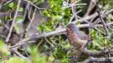 Subalpine Warbler - Sylvia cantillans - Bıyıklı ötleğen