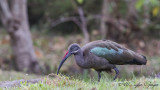 Hadada Ibis - Bostrychia hagedash