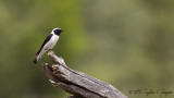 Black-eared Wheatear - Oenanthe hispanica - Karakulaklı kuyrukkakan