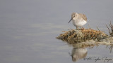Dunlin - Calidris alpina - Karakarınlı kumkuşu