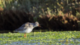 Common Redshank - Tringa totanus - Kızılbacak