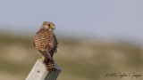 Common Kestrel - Falco tinnunculus - Kerkenez