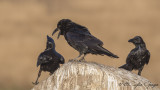 Northern Raven - Corvus corax - Kuzgun