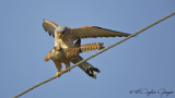 Lesser Kestrel - Falco naumanni - Küçük kerkenez