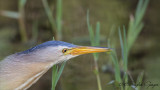 Little Bittern - Ixobrychus minutus - Küçük balaban