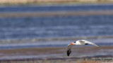 Caspian Gull - Larus cachinnans - Hazar martısı