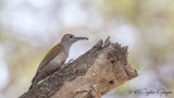 Eastern Grey Woodpecker - Dendropicos spodocephalus