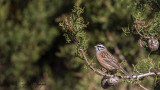 Rock Bunting - Emberiza cia - Kaya çintesi