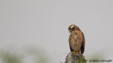 Grey-faced Buzzard - Butastur indicus - Gri yüzlü şahin