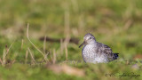 Red Knot - Calidris canutus - Büyük kumkuşu