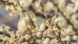 Buff-bellied Warbler - Phyllolais pulchella - Akasya prinyası