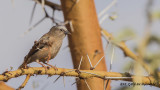Grey-capped Social Weaver - Pseudonigrita arnaudi - Gri başlıklı dokumacı