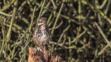 Spotted Palm Thrush - Cichladusa guttata - Benekli palmiye ardıcı