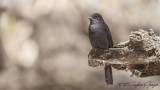 Northern Black Flycatcher - Melaenornis edolioides