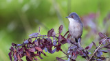 Sardinian Warbler - Sylvia melanocephala - Maskeli ötleğen