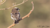 White-browed Sparrow-Weaver - Plocepasser mahali