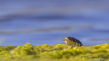 Grass Snake - Natrix natrix - Yarı Sucul Yılan - Küpeli Yılan