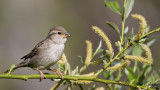 House Sparrow - Passer domesticus - Serçe