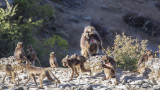 Gelada - Theropithecus gelada