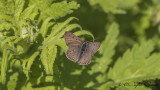 Sooty copper - Lycaena tityrus - İsli Bakır