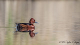 Ferruginous Duck - Aythya nyroca - Pasbaş patka