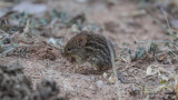 Typical Striped Grass Mouse - Lemniscomys striatus