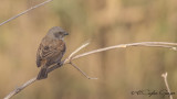 Swainson’s Sparrow - Passer swainsonii