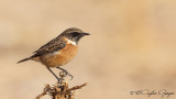European Stonechat - Saxicola rubicola - Taşkuşu