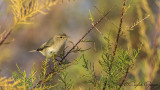 Common Chiffchaff - Phylloscopus collybita - Çıvgın