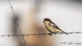 Woodchat Shrike - Lanius senator - Kızılbaşlı örümcekkuşu