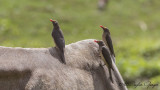 Red-billed Oxpecker - Buphagus erythrorhynchus - Kırmızı gagalı kenekuşu