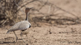 Buff-crested Bustard - Lophotis gindiana