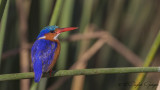 Malachite Kingfisher - Corythornis cristatus