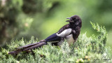 Eurasian Magpie - Pica pica - Saksağan