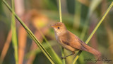 Eurasian Reed Warbler - Acrocephalus scirpaceus - Saz kamışçını