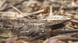 Slender-tailed Nightjar - Caprimulgus clarus